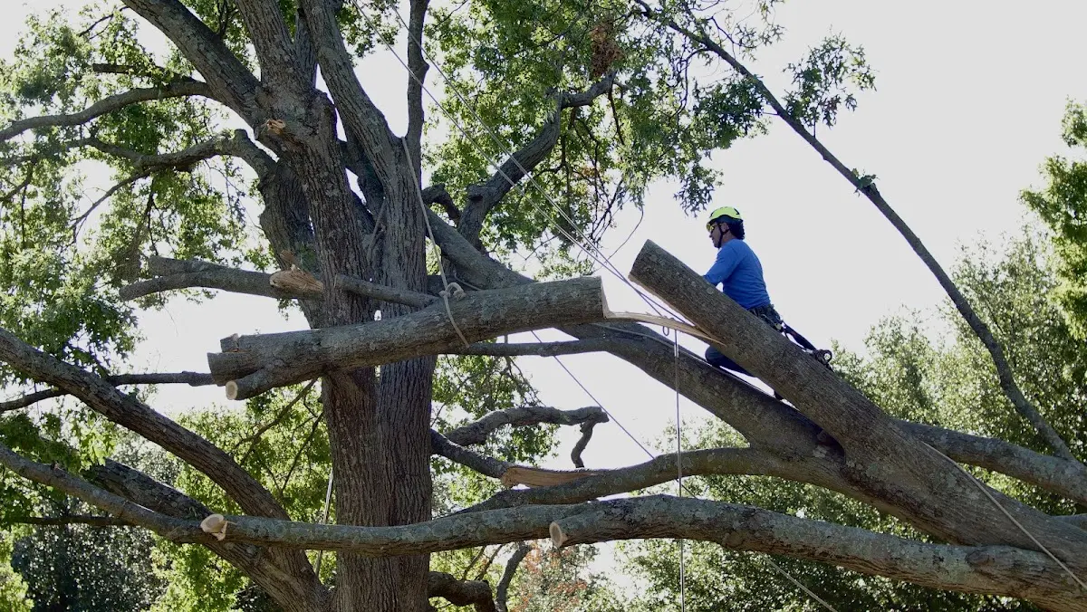 Professional Crown Thinning performed by certified arborists in Labolt