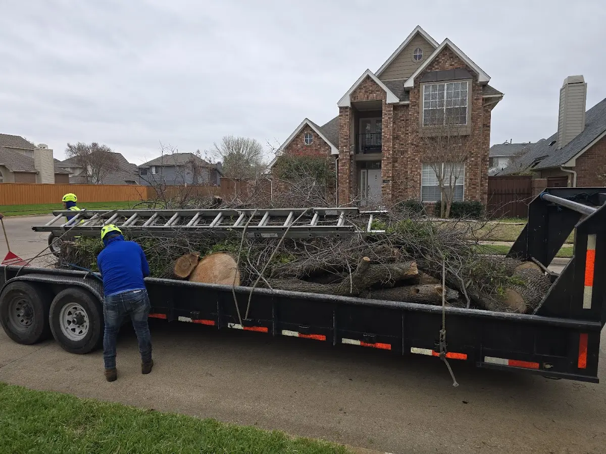 Expert Tree Removal with proper safety equipment in Labolt